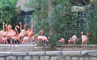 zoo flamingo